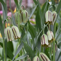 Fritillaria acmopetala  Photo: J. Amand